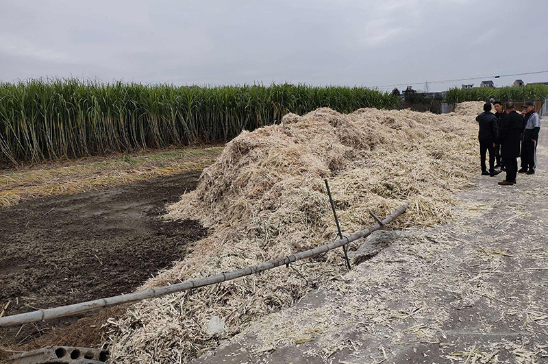 連續(xù)式炭化爐物料-甘蔗渣