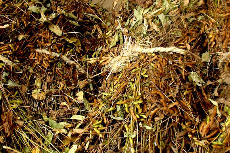 大豆秸稈-連續(xù)式炭化爐物料