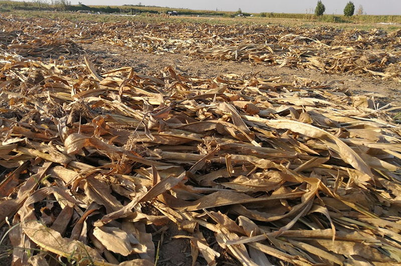 玉米桿-連續(xù)式炭化爐物料