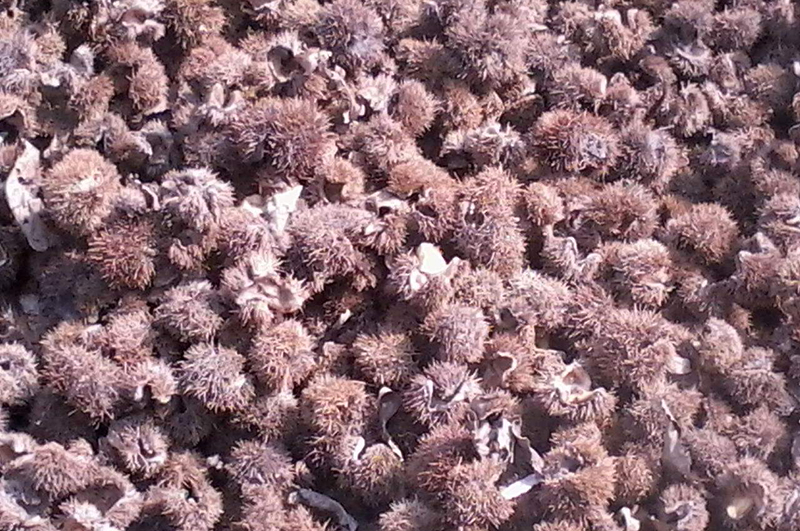 栗子殼-連續(xù)式炭化爐物料