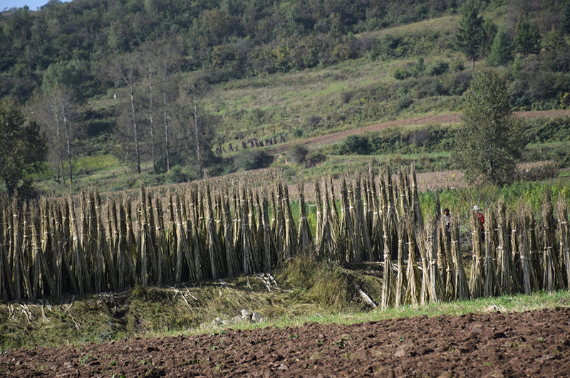 農(nóng)林廢棄物麻桿炭化后應(yīng)用廣泛經(jīng)濟(jì)價(jià)值高
