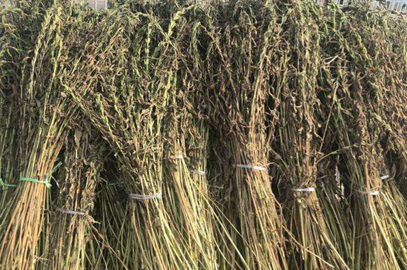 如何有效將麻桿進(jìn)行資源化利用提高其用途和價(jià)值