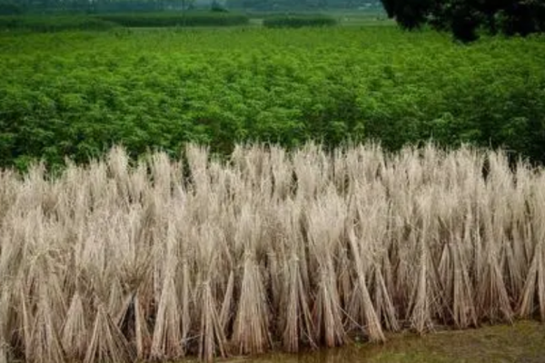 秸稈是農(nóng)業(yè)生產(chǎn)中產(chǎn)生的大量副產(chǎn)品，在傳統(tǒng)意義下往往被視為廢棄物，隨意處理。