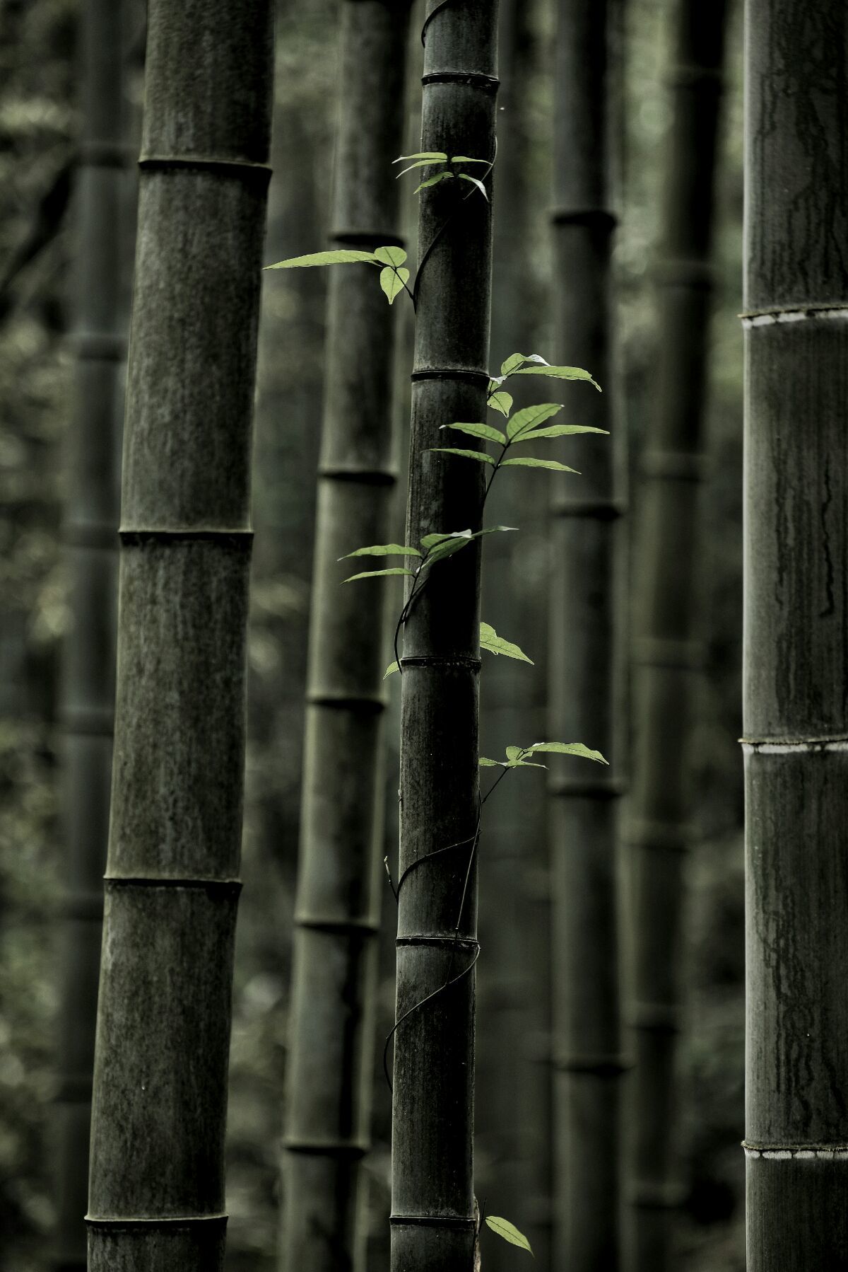 <strong>碳化竹子：從廢棄物到肥沃之源，滋養(yǎng)糯米茁壯成長(zhǎng)</strong>