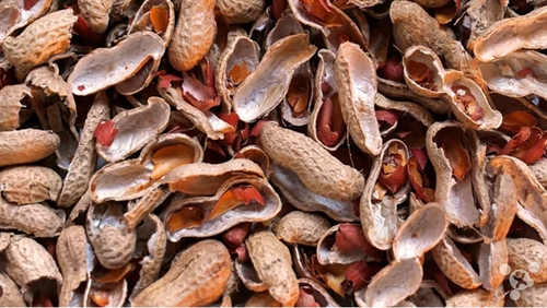 <strong>花生殼的價(jià)值升華：從引火材料到碳化新用途</strong>