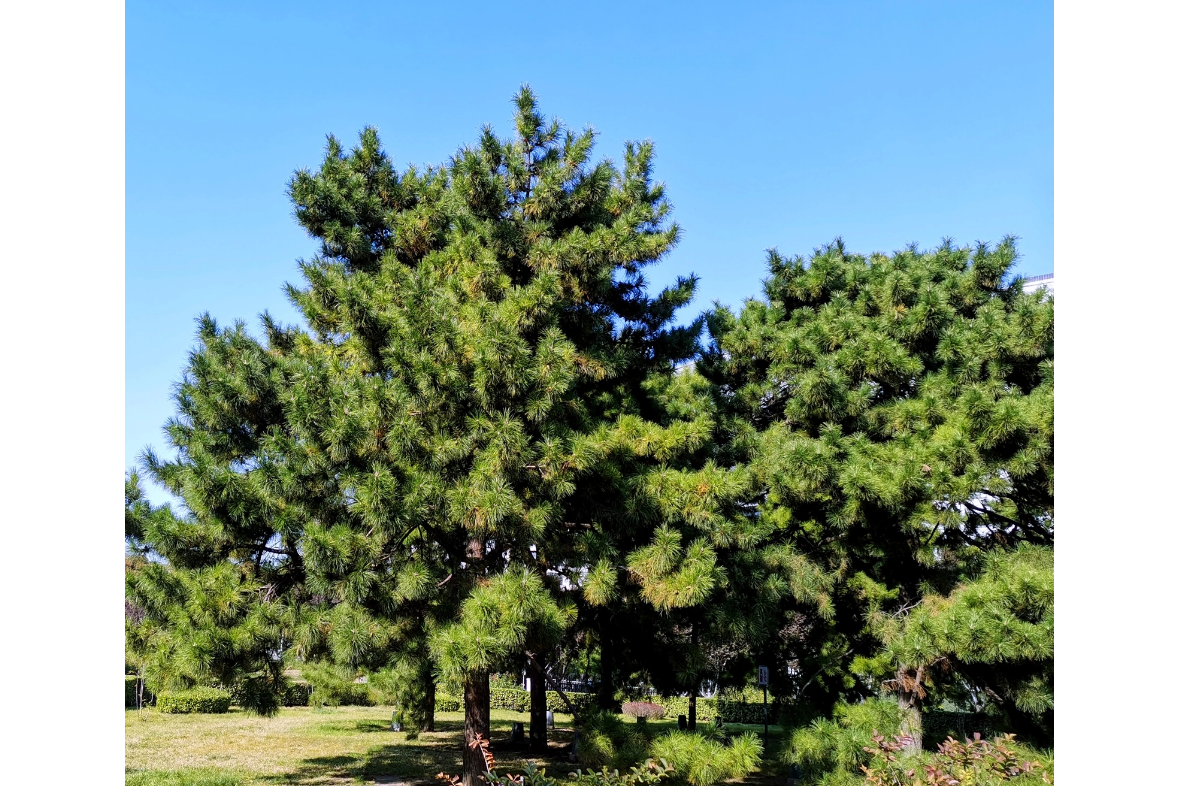 <strong>從沙柳、紅柳與油松到生物質(zhì)碳：資源的高效轉(zhuǎn)化</strong>