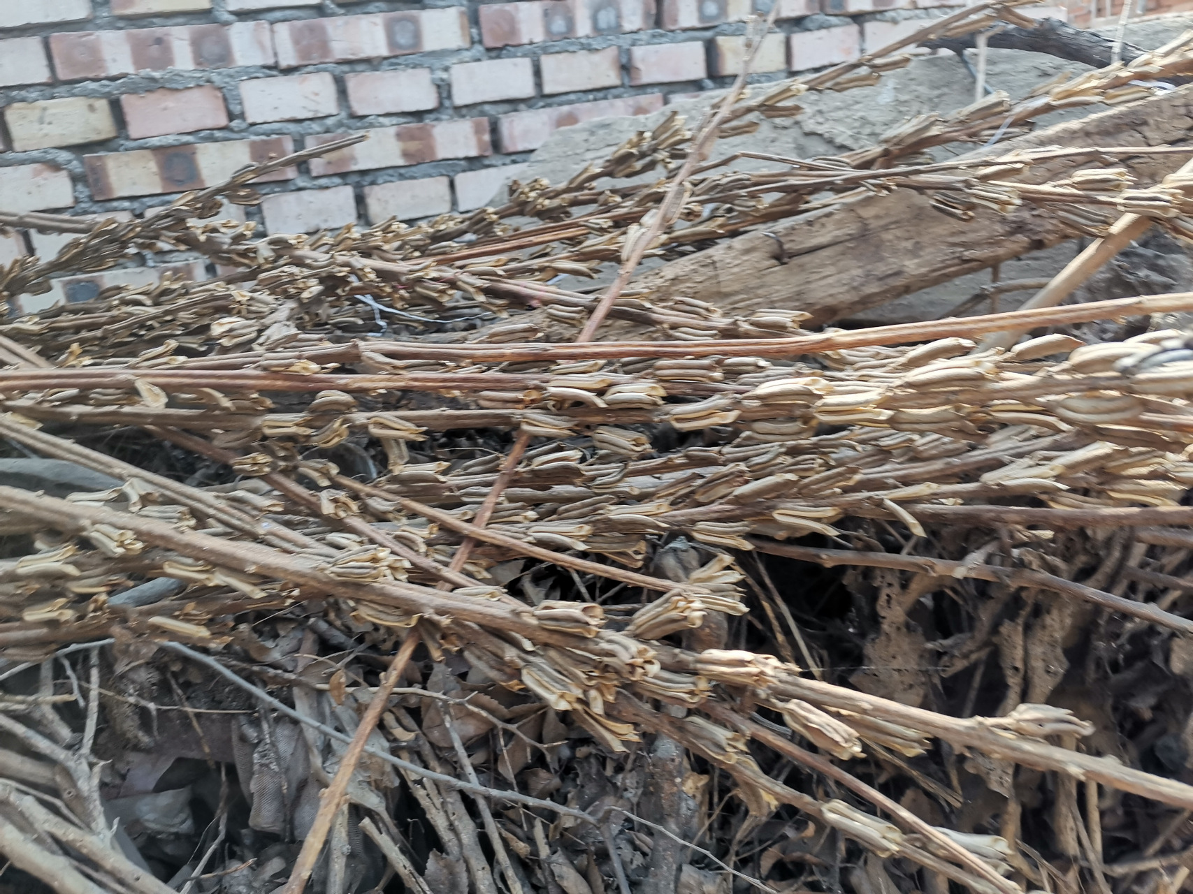 <strong>芝麻稈碳化處理：連續(xù)式碳化爐提升廢物價(jià)值</strong>